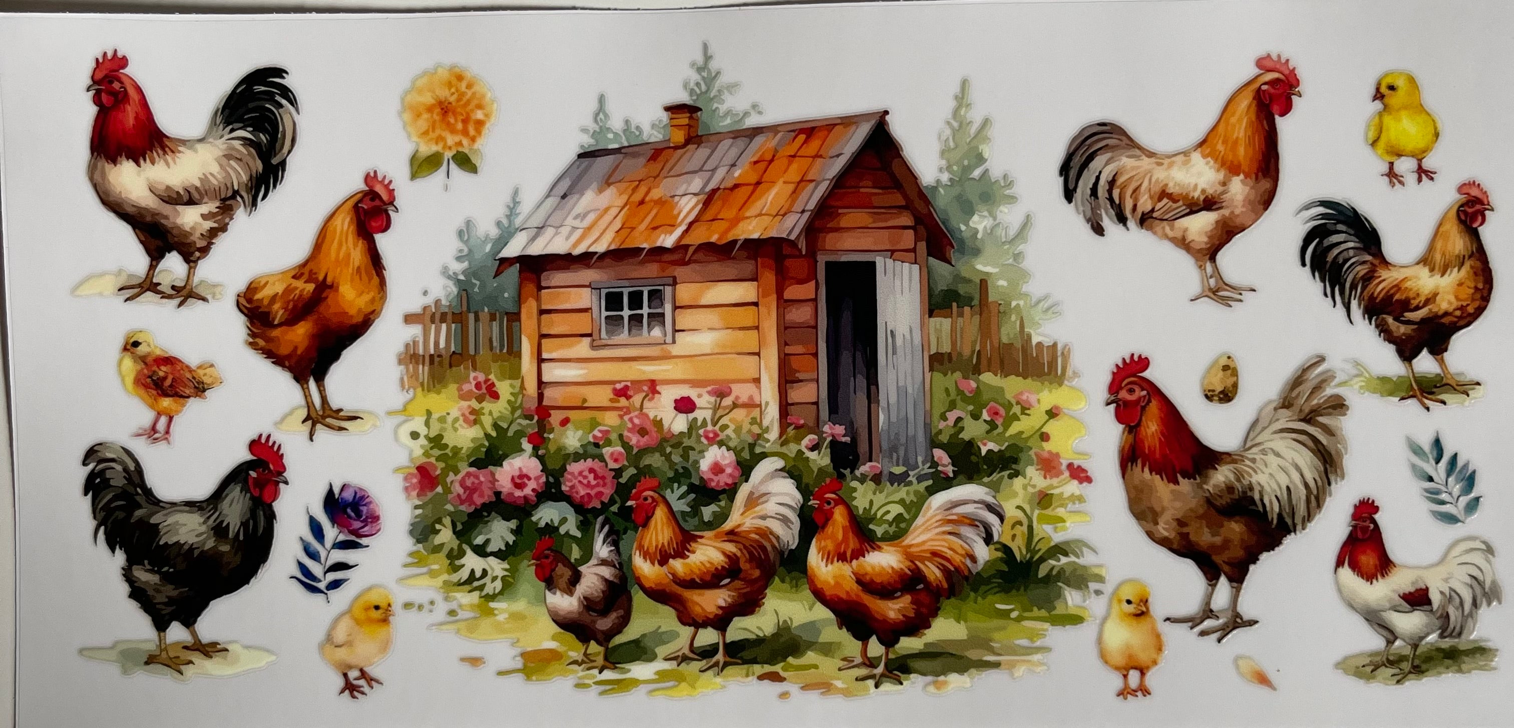Chickens & Shed
